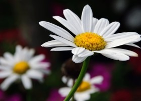 The Promise of Daisy